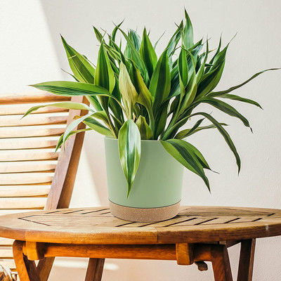 배류 정공과 제거가능 베이스와 실내 플라스틱 녹색 식물 포트